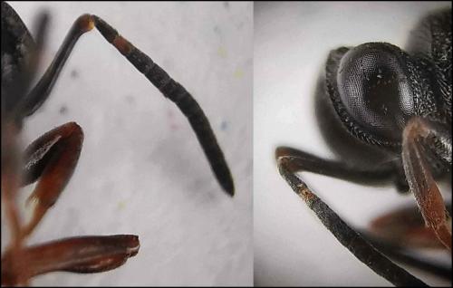 Réf. 322 093 : Antrocephalus hypsopygiae